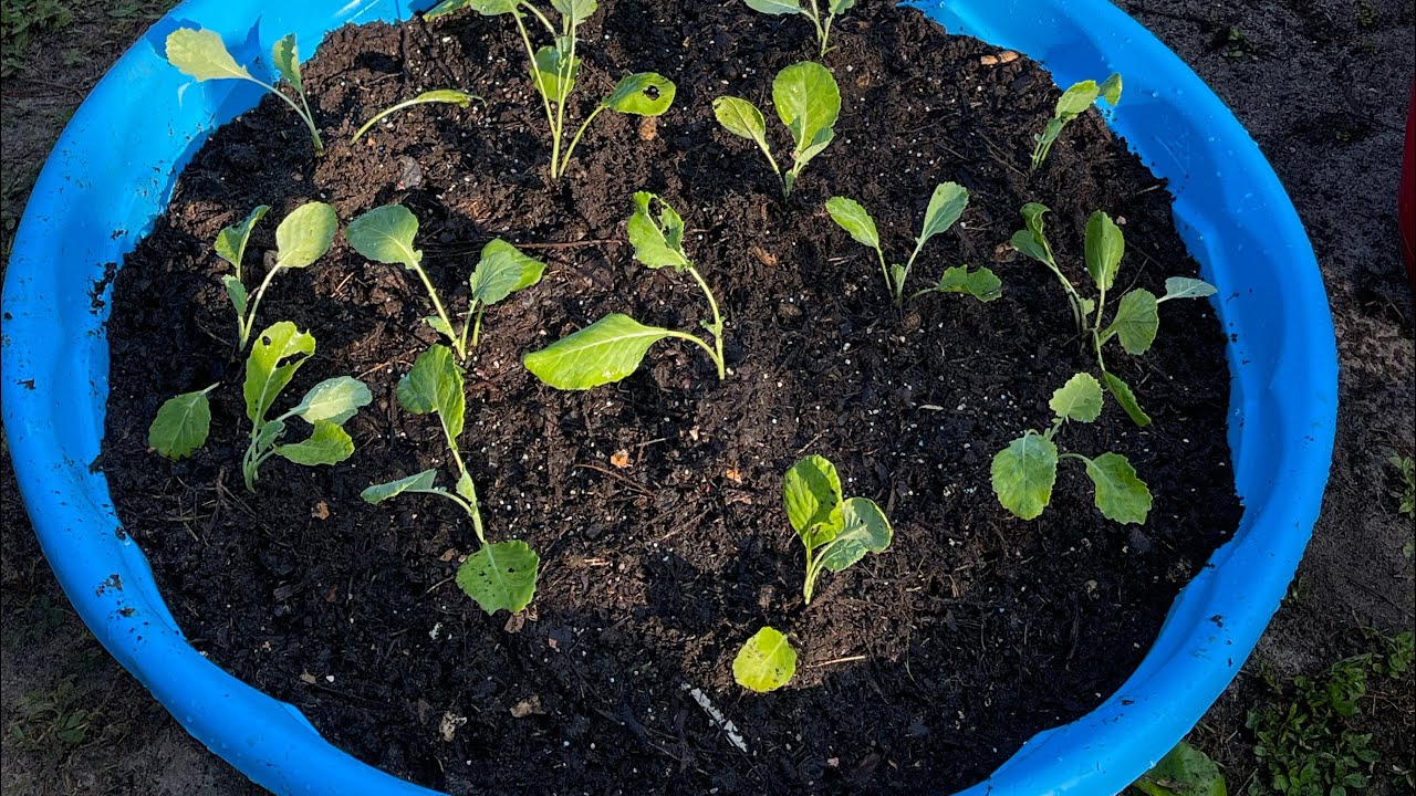 Gardening for Beginners: $6 Kiddie Pool Raised Bed | Cheap | Container Garden Ideas