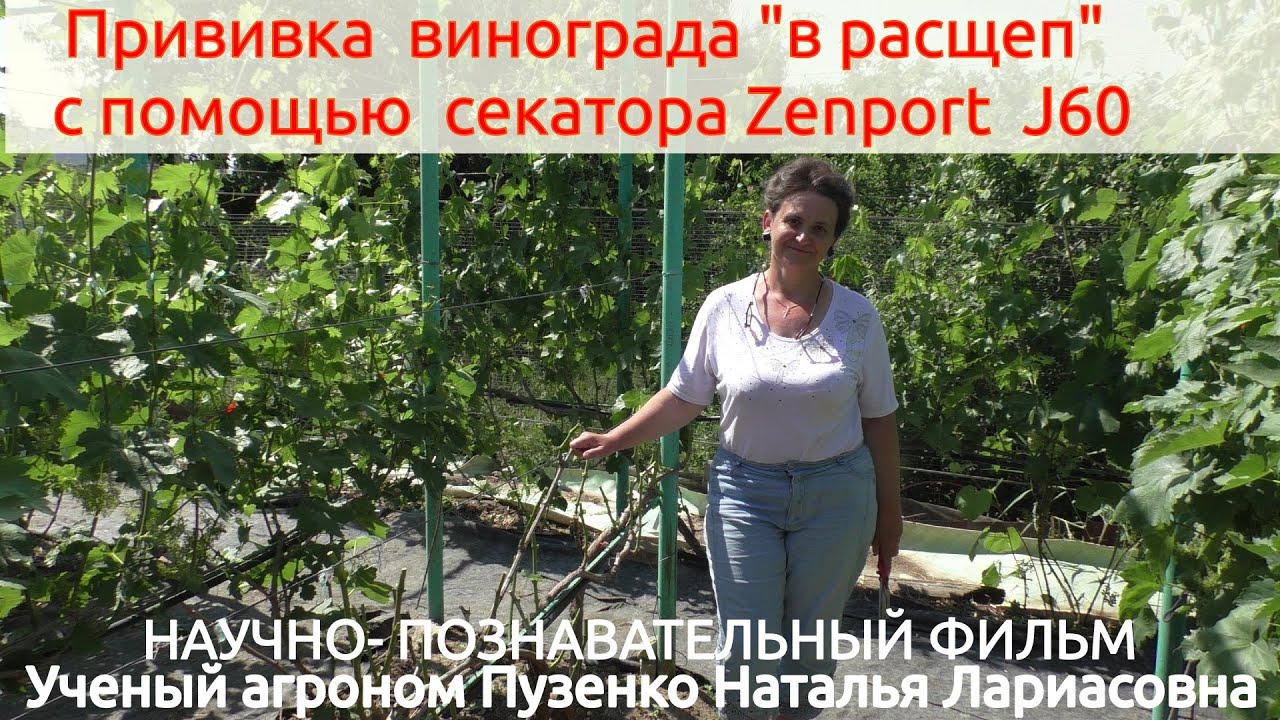 Прививка винограда 