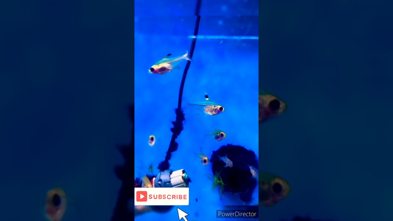 Lemon tetras 😍 #shorts #fish #tetra #viral