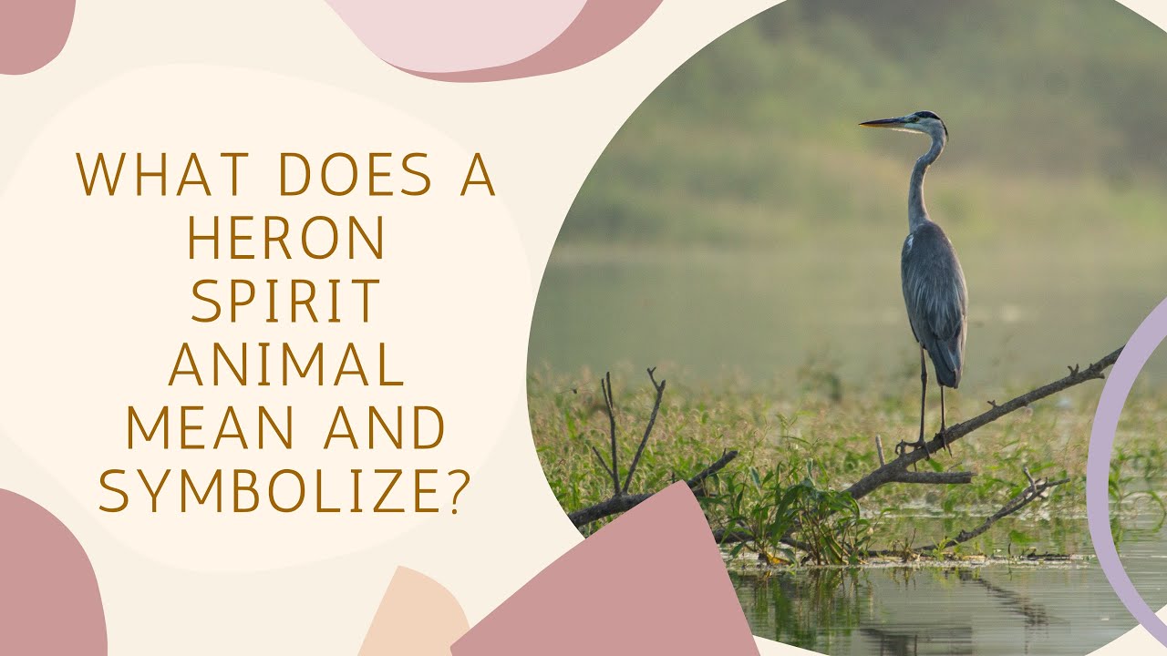 What Does a Heron Spirit Animal Mean and Symbolize?
