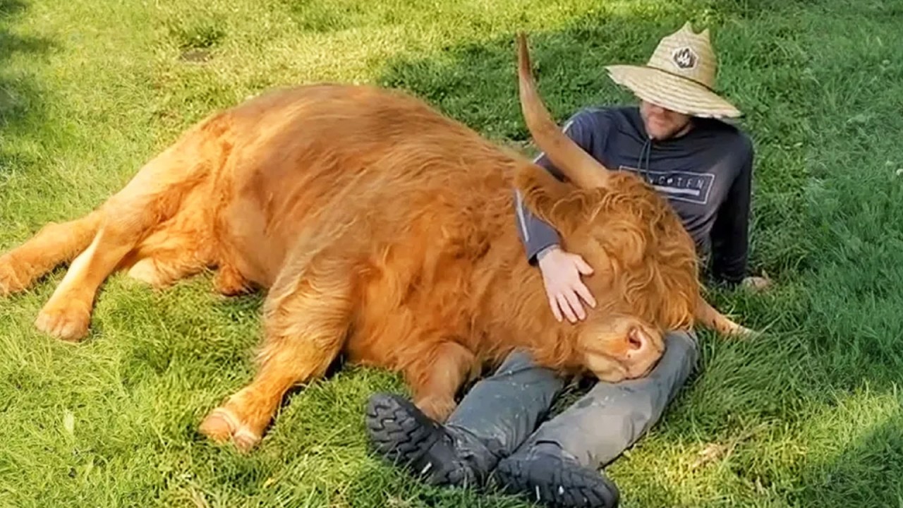 Full-Grown Cow Still Thinks He's a Playful Puppy