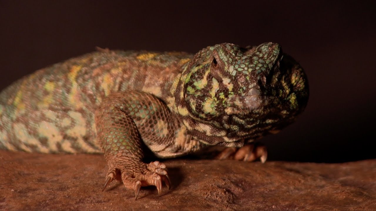 Portrait de l'Uromastix ornata