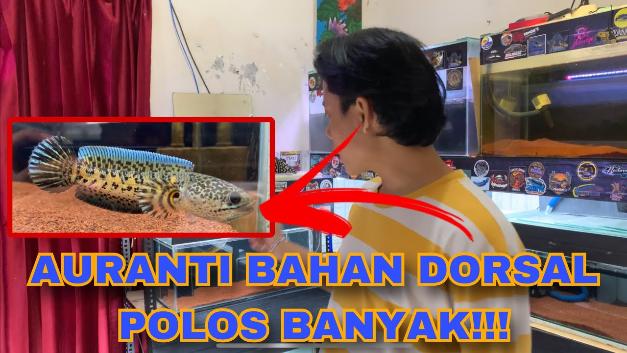 UPDATE CHANNA AURANTI‼️BAHAN DORSAL POLOS BANYAK‼️PERAWATANNYA SIMPEL ‼️#channaauranti