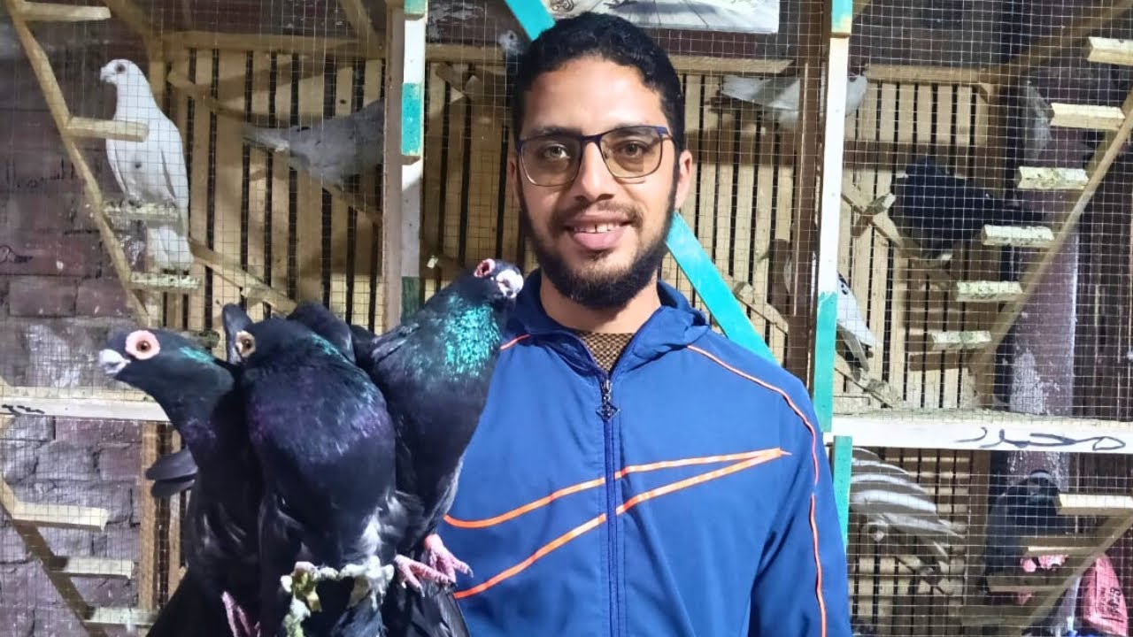 غيه حمام كامله للبيع كل انواع الحمام