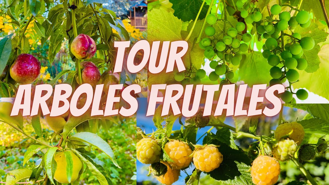 TOUR por el Huerto/ Garden Tour, El huerto lleno de Fruta 🍇🍑Agosto 2022