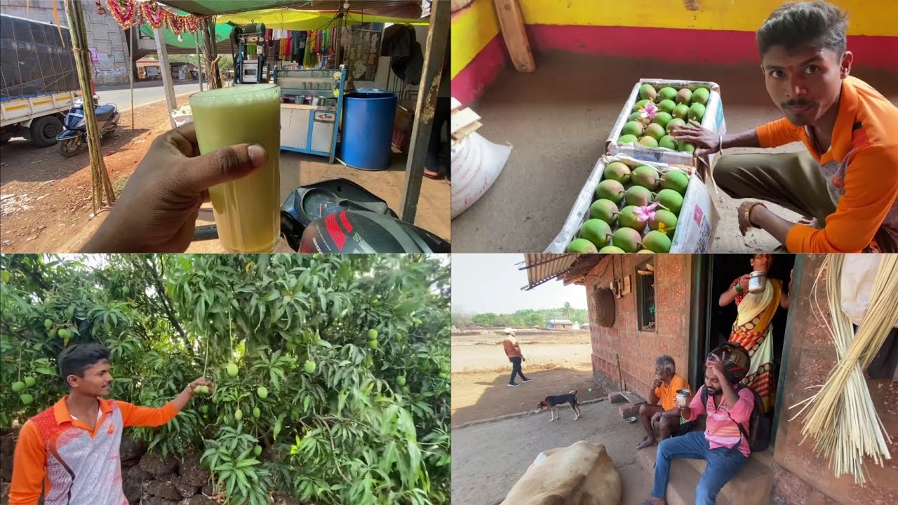 देवगडातील हापुस आंब्याची बाग।सबस्क्राईबरांनी विकत घेतली थेट बागेतुनच पेटी