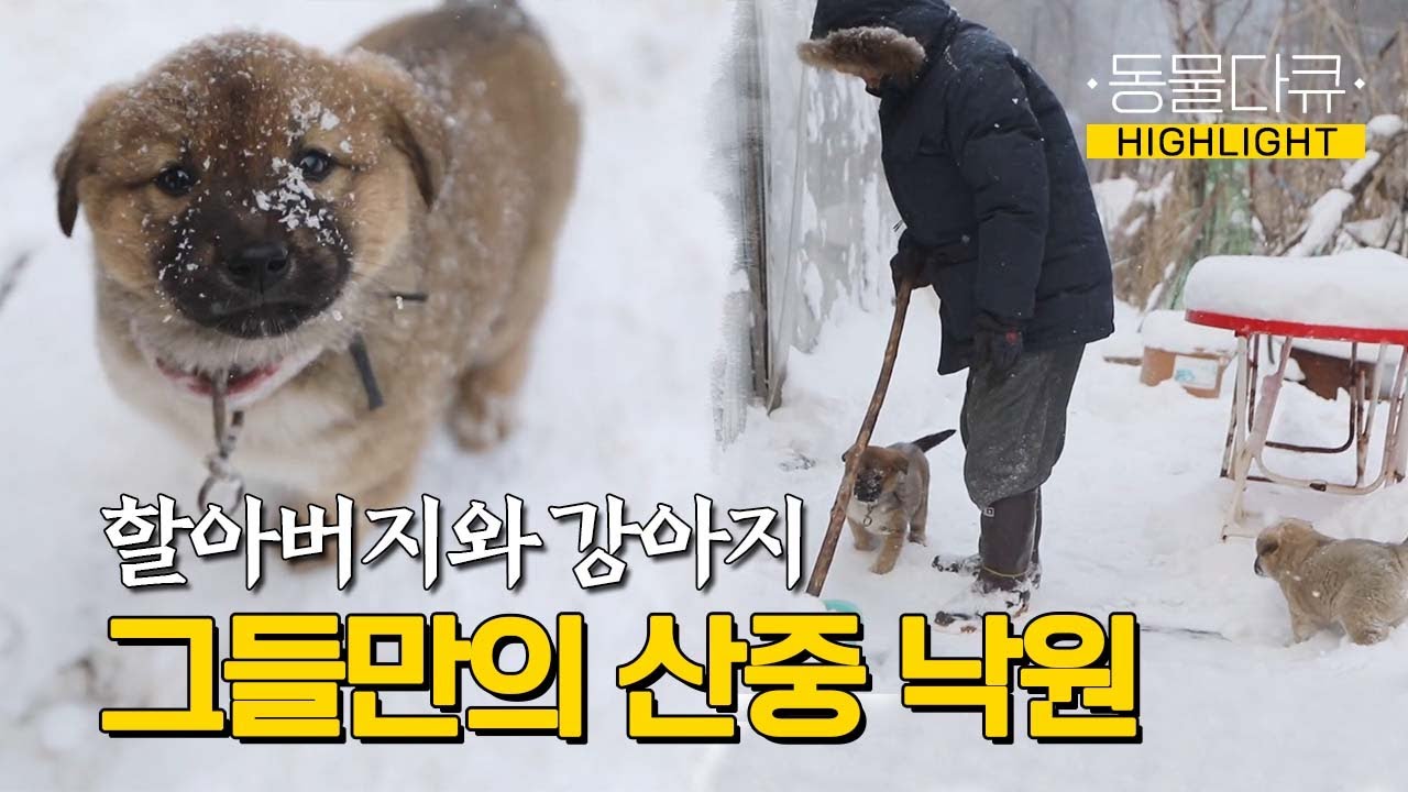 [동물극장 유튜브 오리지널] 사람 없는 을수골의 겨울, 할아버지의 옆을 지키는 건 강아지들뿐이다 l 동물극장 단짝 EP6 l KBS 220225 방송