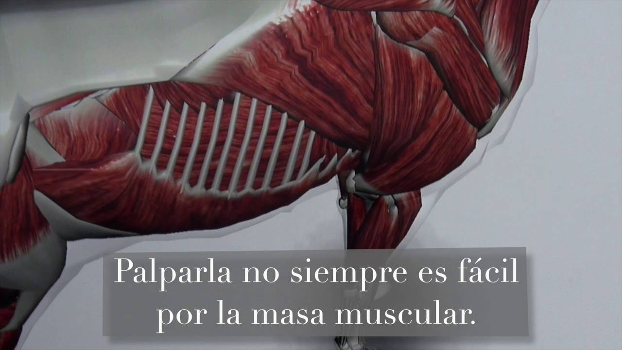 Cuatro puntos básicos para saber si tu montura se adapta a tu caballo.