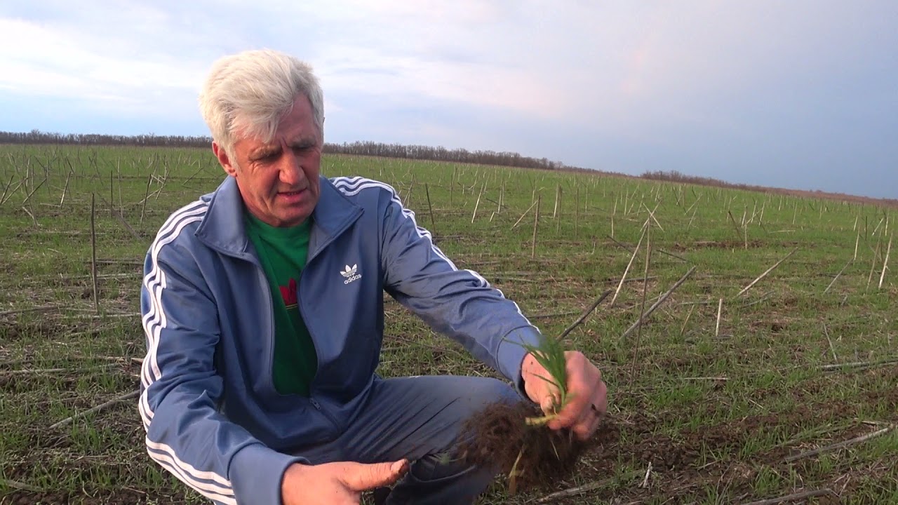 Озимая пшеница по No-Till и на классике-чёрный пар, есть повод  задуматься.