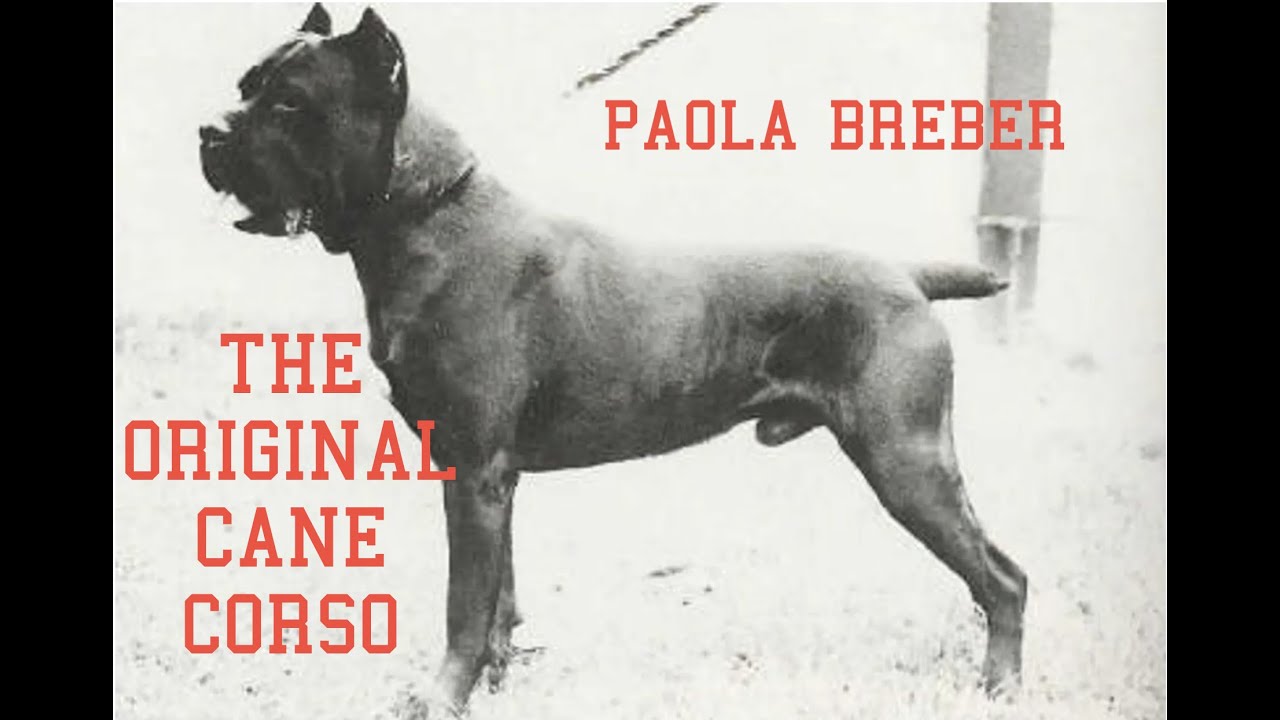 PAOLO BREBER: CANE CORSO SCHOLAR