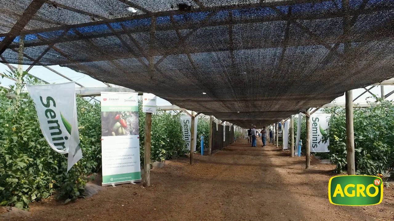 Sabor, sanidad y volumen, la oferta de tomate de Seminis en Argentina (#853 2019-12-07)