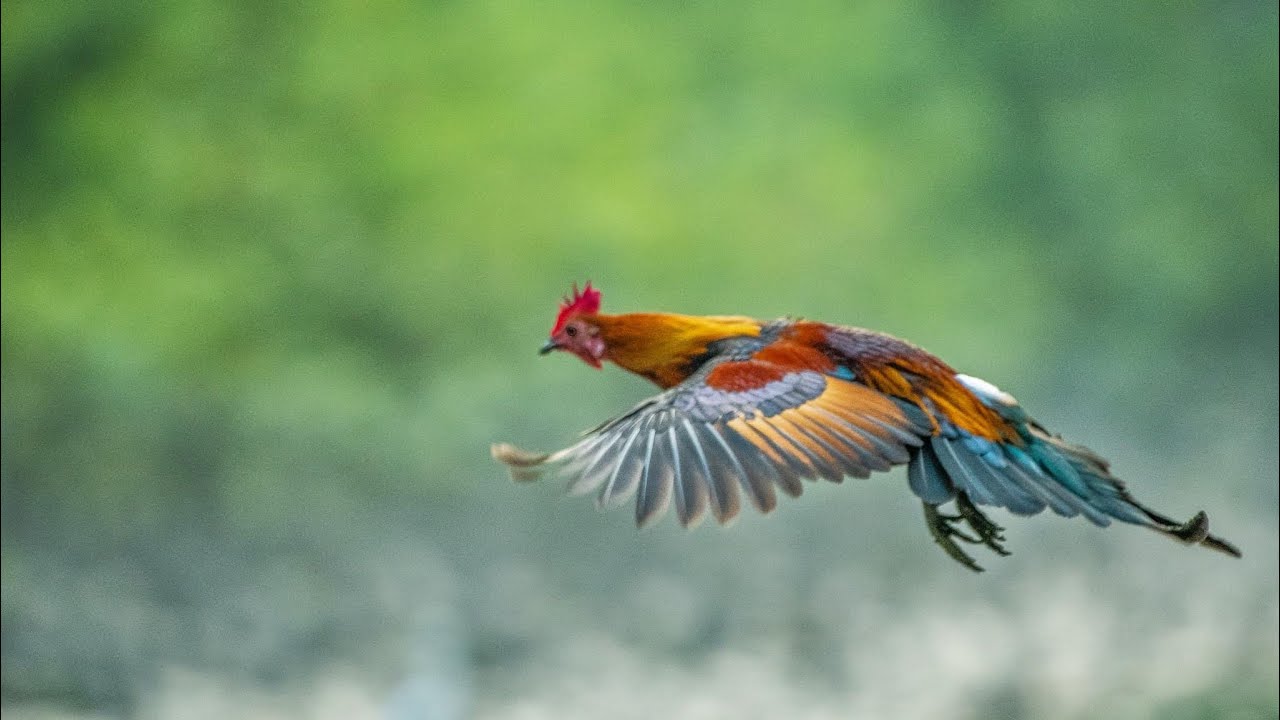 পাহাড়ি বনমোরগ