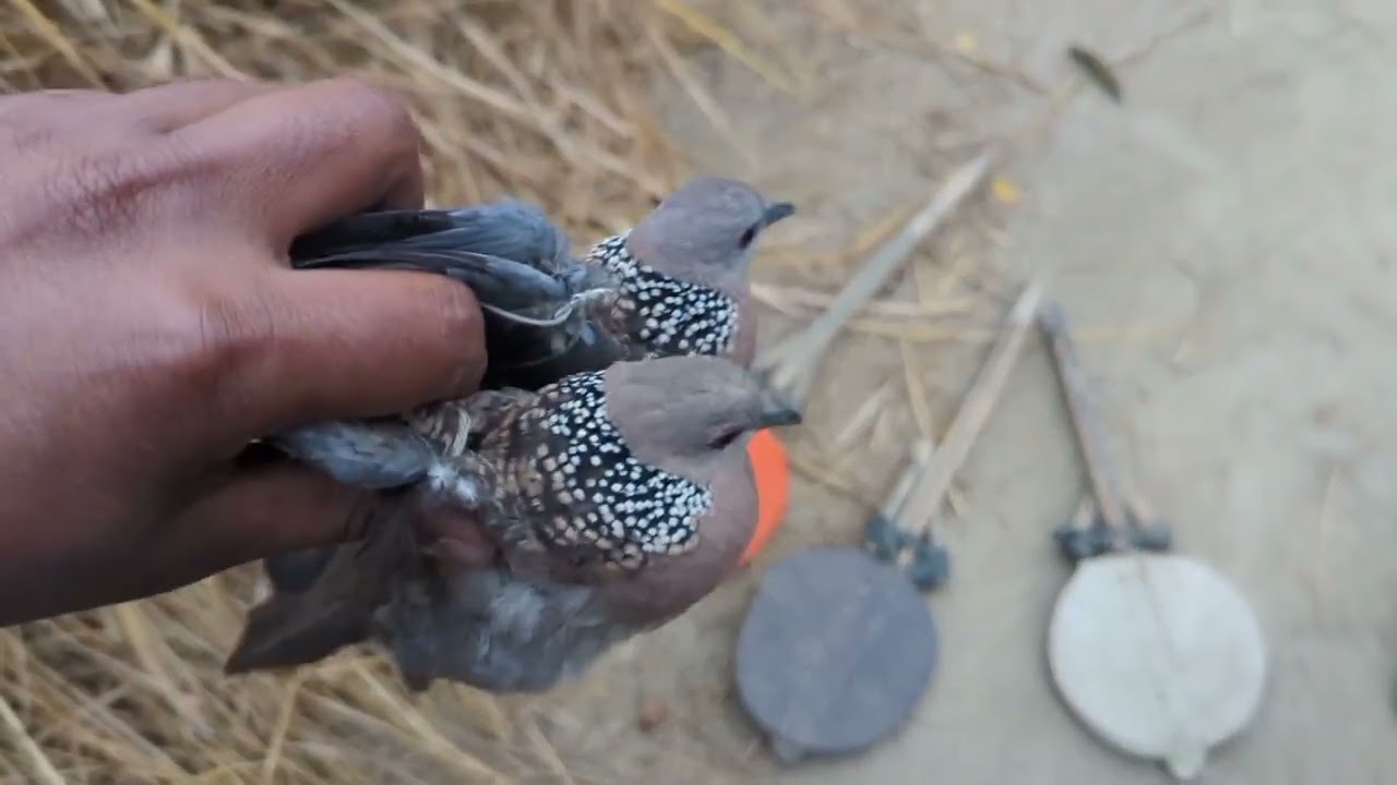 Easy Quick Dove Traps Technique - The Best Bird Traps Near The Maintain bd