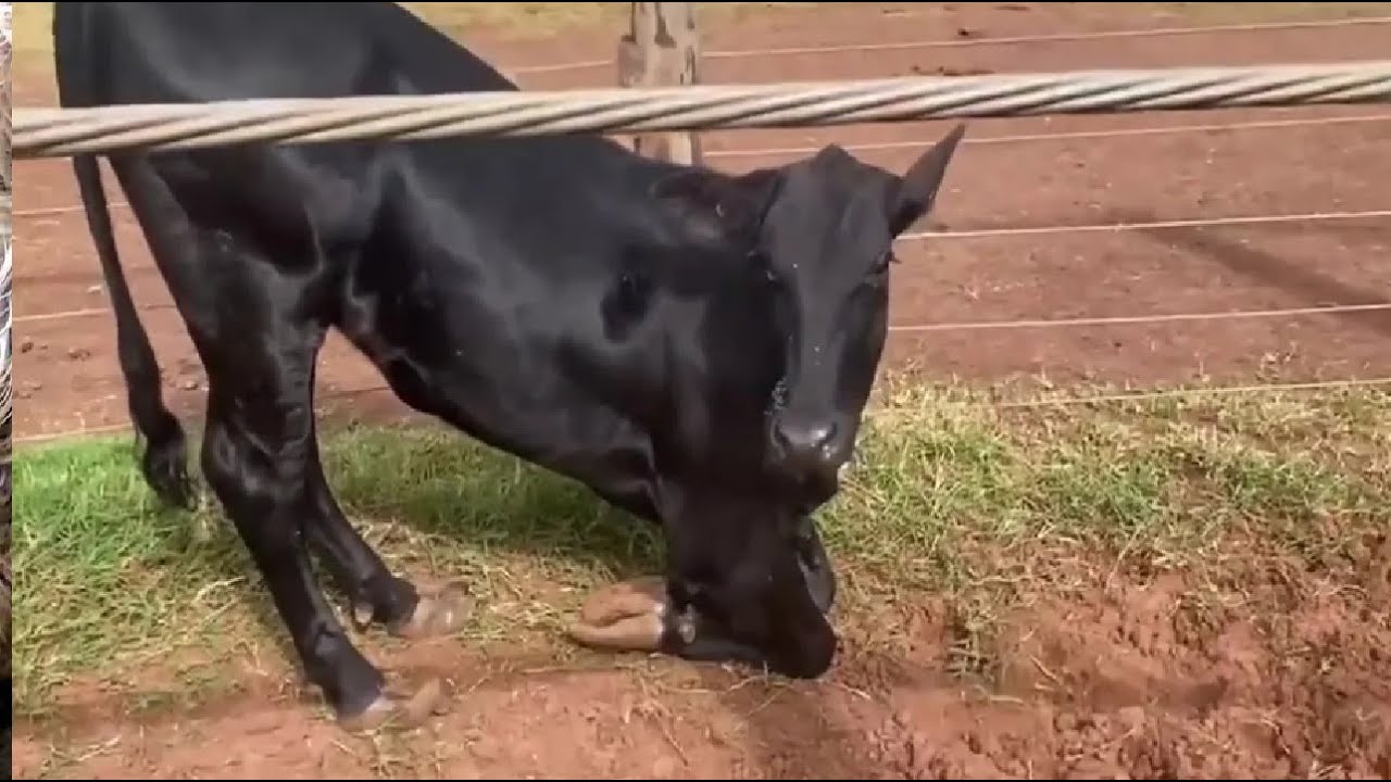 walks on his knees... hoof in a lot of pain