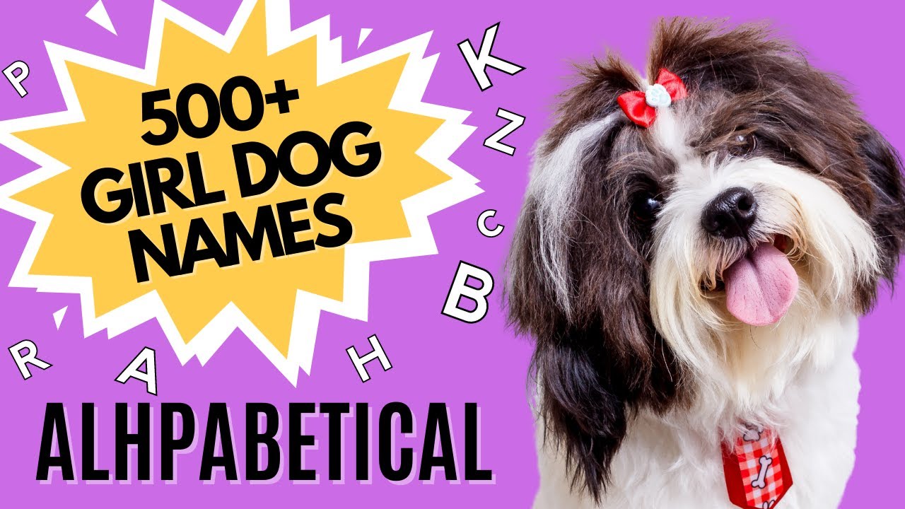 500+ Female Dog Names for Every Letter of the Alphabet | Alphabetical Female Dog Names