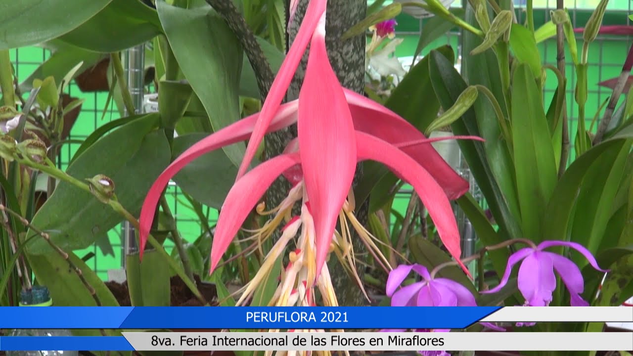 PERUFLORA MIRAFLORES  2021