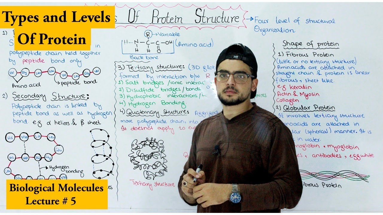 Protein Structure | Four levels of protein Organization | shape of protein