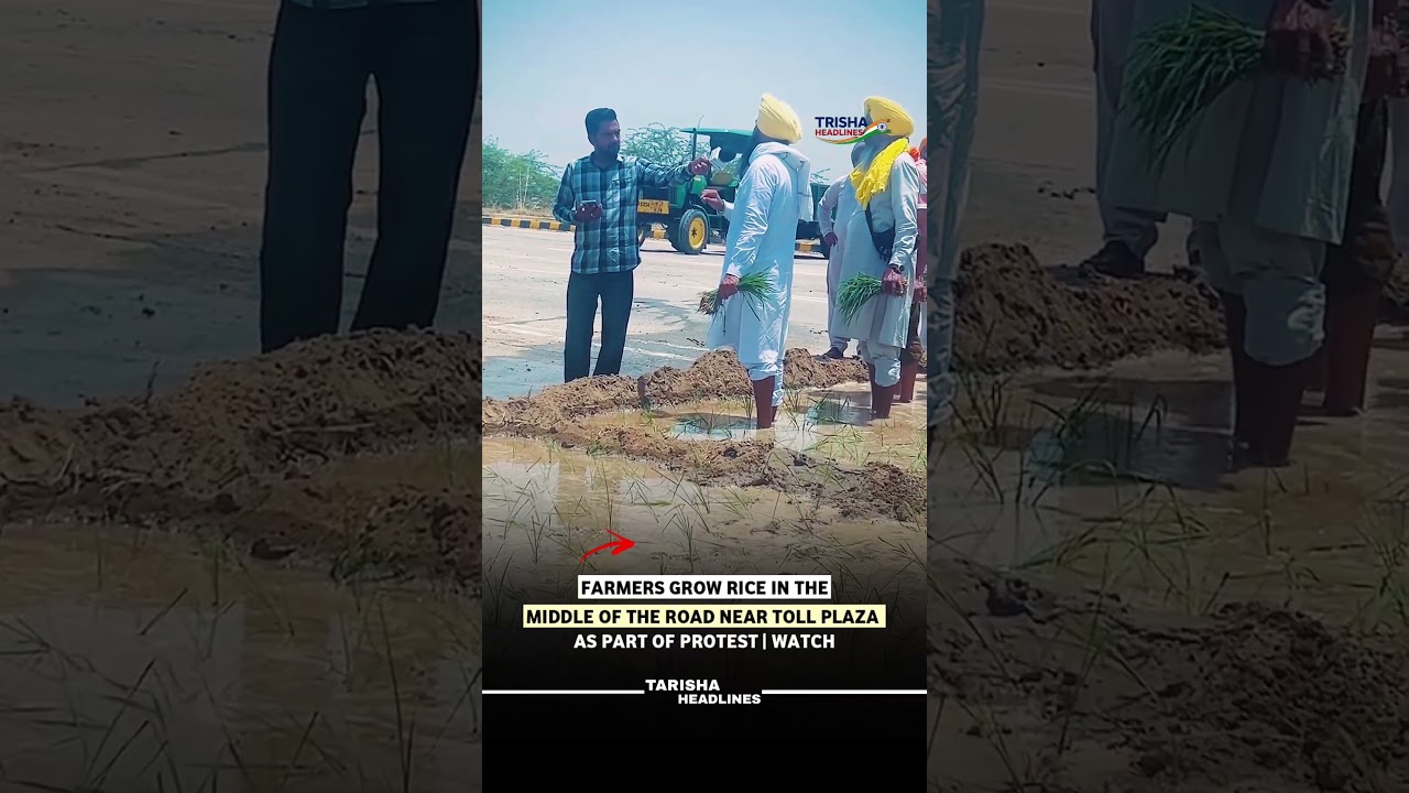Farmers Plant Rice on Road Near Toll Plaza, Unique Protest Grabs Attention