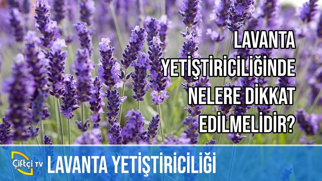 Lavanta Yetiştiriciliğinde Neler Dikkat Edilmeli? -TARLADAN BAHÇEYE