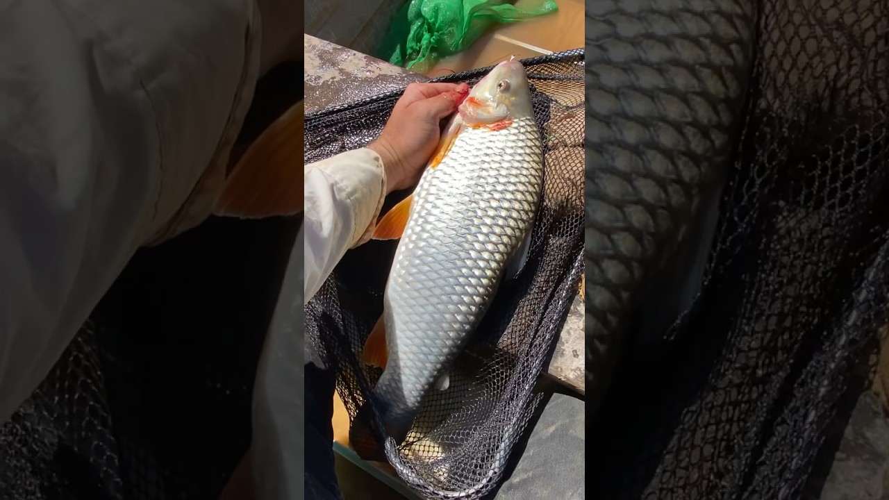 COMO E ONDE ENCONTRAR O PIAU-VERDADEIRO OU PIAPARA DA BACIA DO S&Atilde;O FRANCISCO #pescaria #piapara