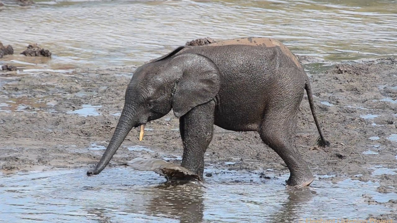 Amazing Elephant Calfs Taking Bath - Cool Baby Elephants