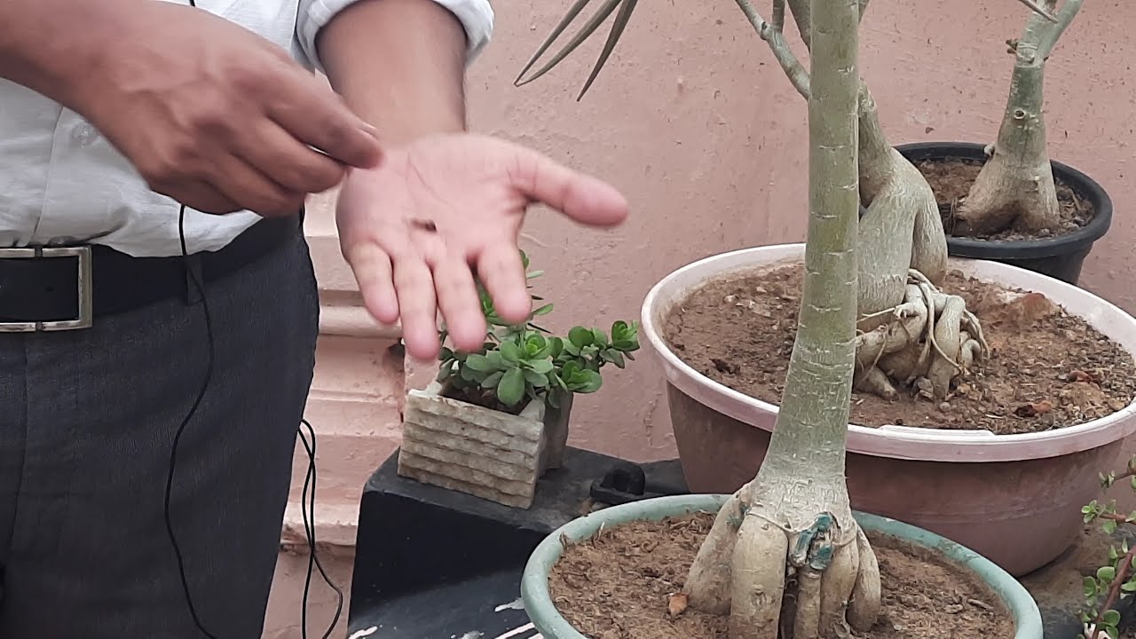 मेरे अडेनियम की कलियाँ बिना खिलें ही क्यों जल रहीं हैं | Why Adenium Buds & Flowers Burn And Fall