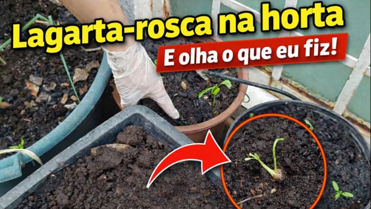 Lagarta-rosca atacando a horta? Resolvi assim