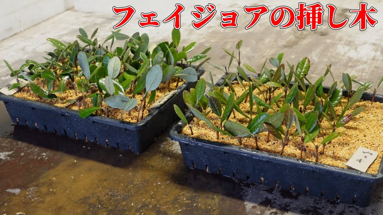 フェイジョアの挿し木【Feijoa cuttings】