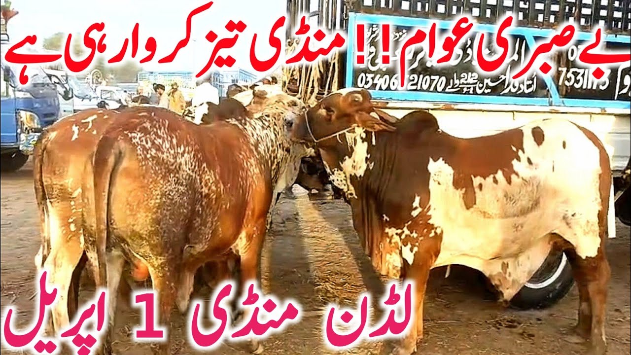 Ludden Mandi Today Video | Qurbani 2026 Sahiwal Cholistani Bachre Bachri || Global Village Farming 