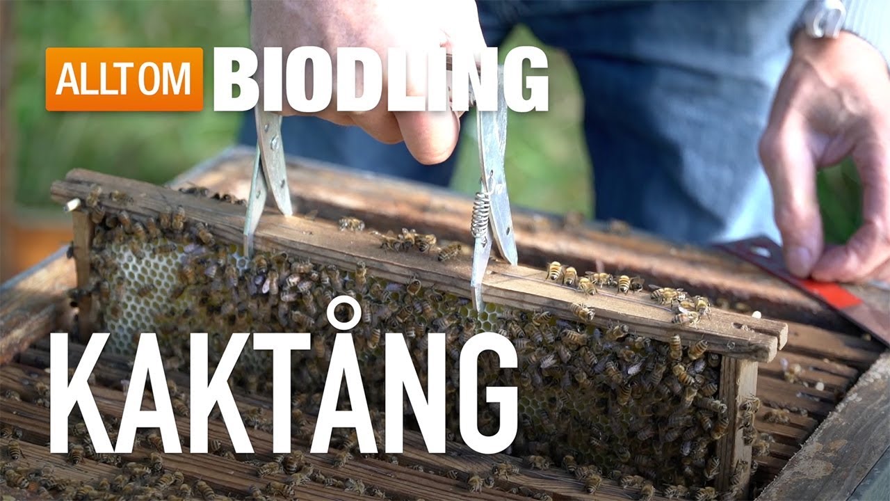 Kakt&aring;ng - Biredskap - Biodling