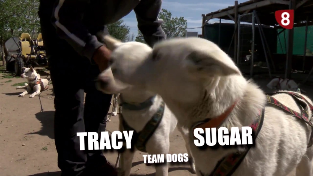 Hecho en Segovia, Perros de Trineo en Tierra