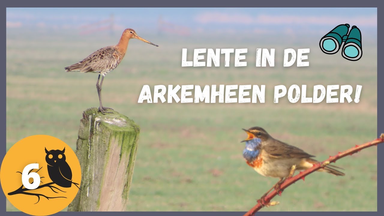 LENTE in de ARKEMHEEN POLDER - vogelvlog 6