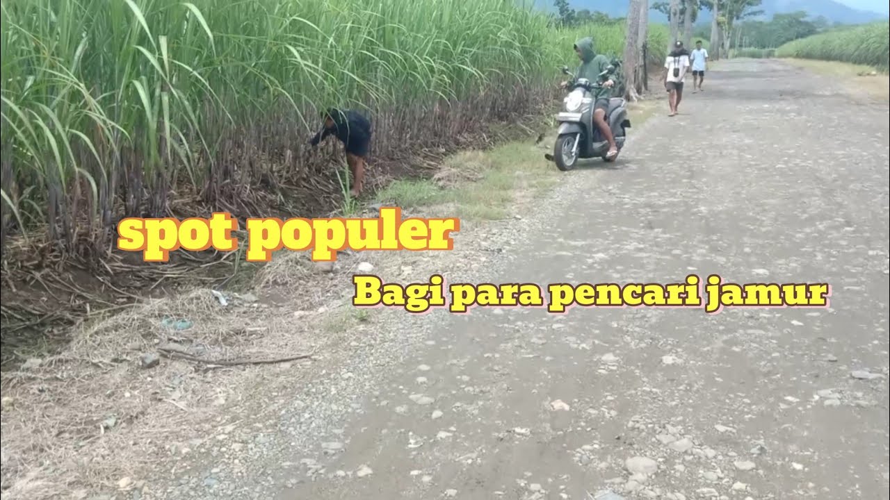 Pembuktian mencari jamur benar benar mudah & gampang