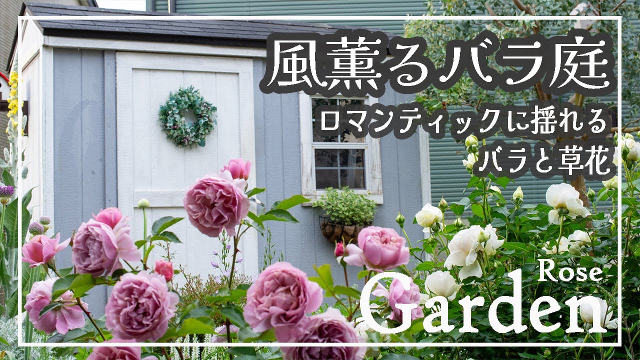 風薫る初夏のバラ庭✿咲き始めたバラと草花がロマンティックに風に揺れる✿ロサオリエンティスや河本バラ園のバラ✿宿根草　#ガーデンツアー #園芸 #ガーデニング #庭