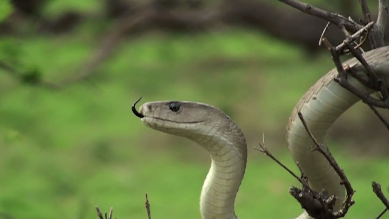 5 Tips To Attract Snakes To Your Yard | Southern Living