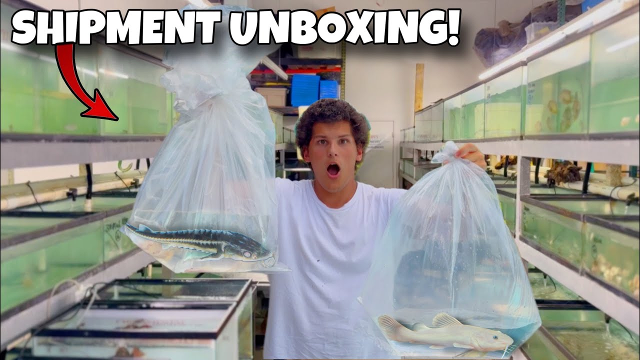 Buying My First MONSTER FISH Shipment (Unboxing)