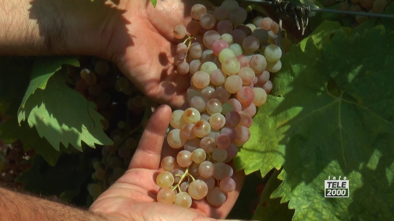 Vendemmia 2023, Coldiretti Marche: poco vino ma di ottima qualità