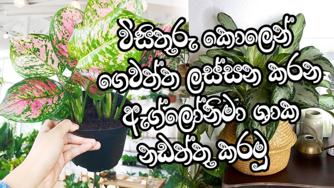 නිවරදිව ඇග්ලොනිමා ශාක නඩත්තු කරමු