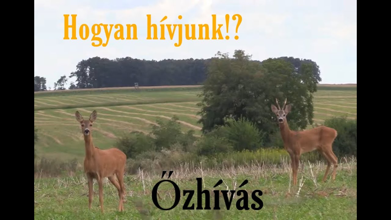 Hogyan hívjunk!? 1. Rész (Őzhívás/ Roe deer calling)