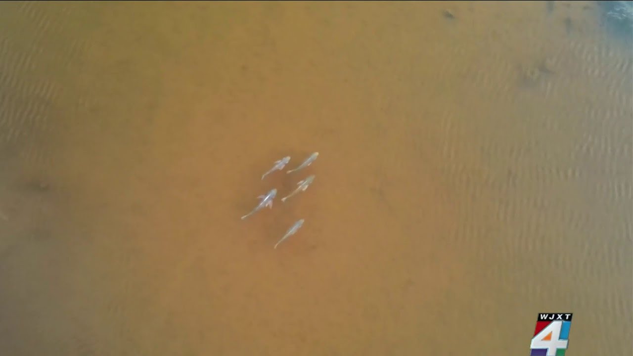 Experts address beachgoers’ concerns following shark bite in New Smyrna Beach on Fourth of July