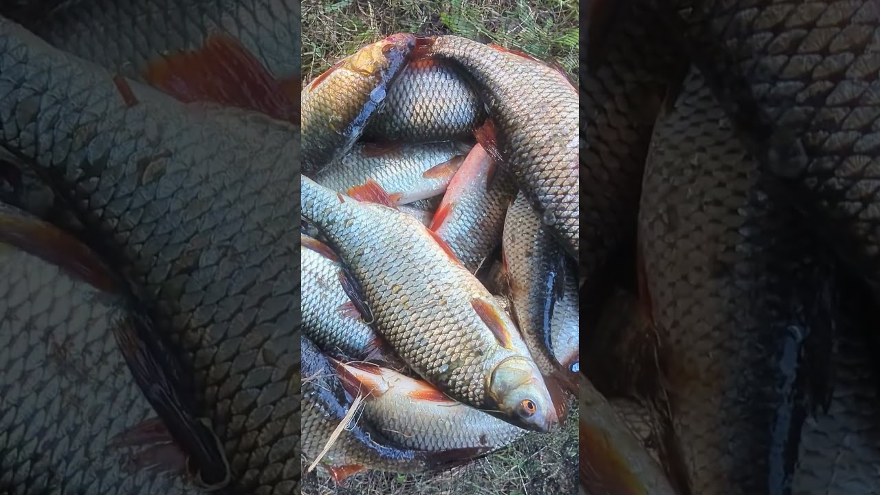 belle p&ecirc;che gros gardons a la bolognaise
