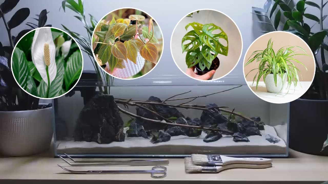 I tried growing COMMON HOUSEPLANTS in a FISH TANK