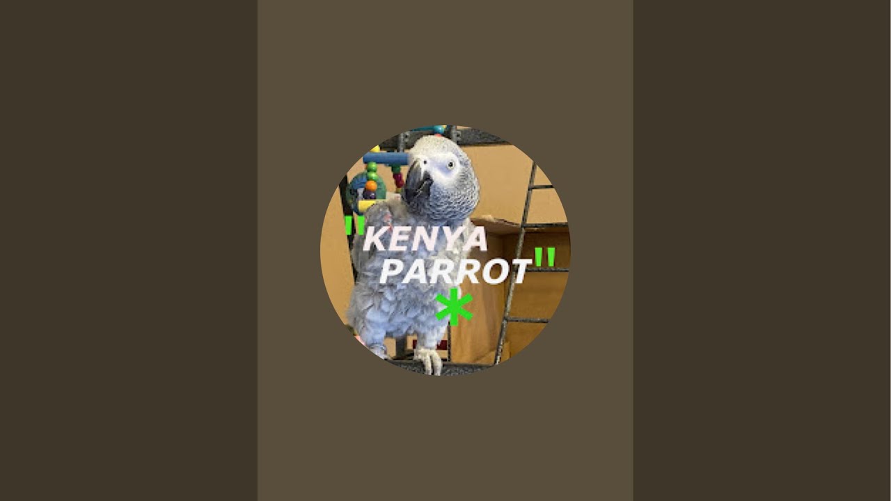 Talking Parrot Kenya LIVE 🦜 | Cozy Hangout After the New Year W/  Cheenah the African grey parrot