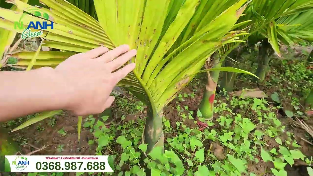 Cận Cảnh Cây Cau Lùn Tứ Quý F0 Hàng Nhỡ - Cây Đẹp, Chuẩn Giống, Bao Sống