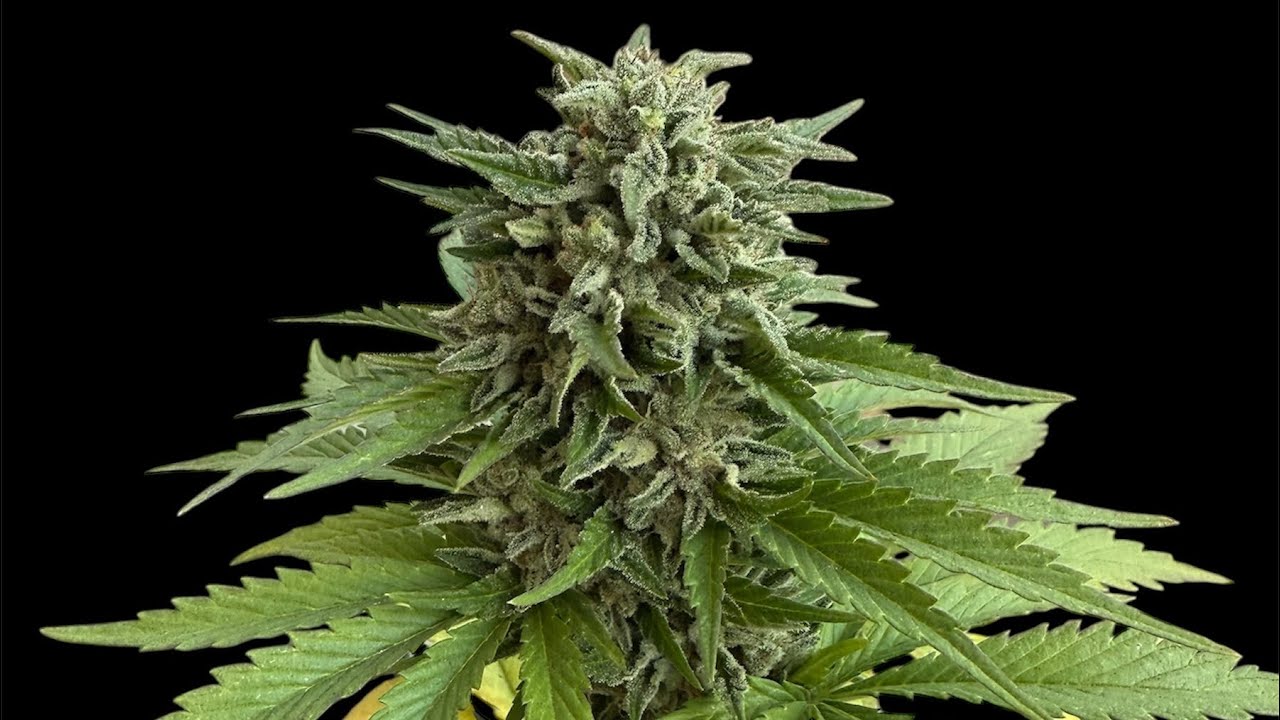 Outdoor seed to harvest strain review on Strawberry Delight from the Cali Connection La Fire edition