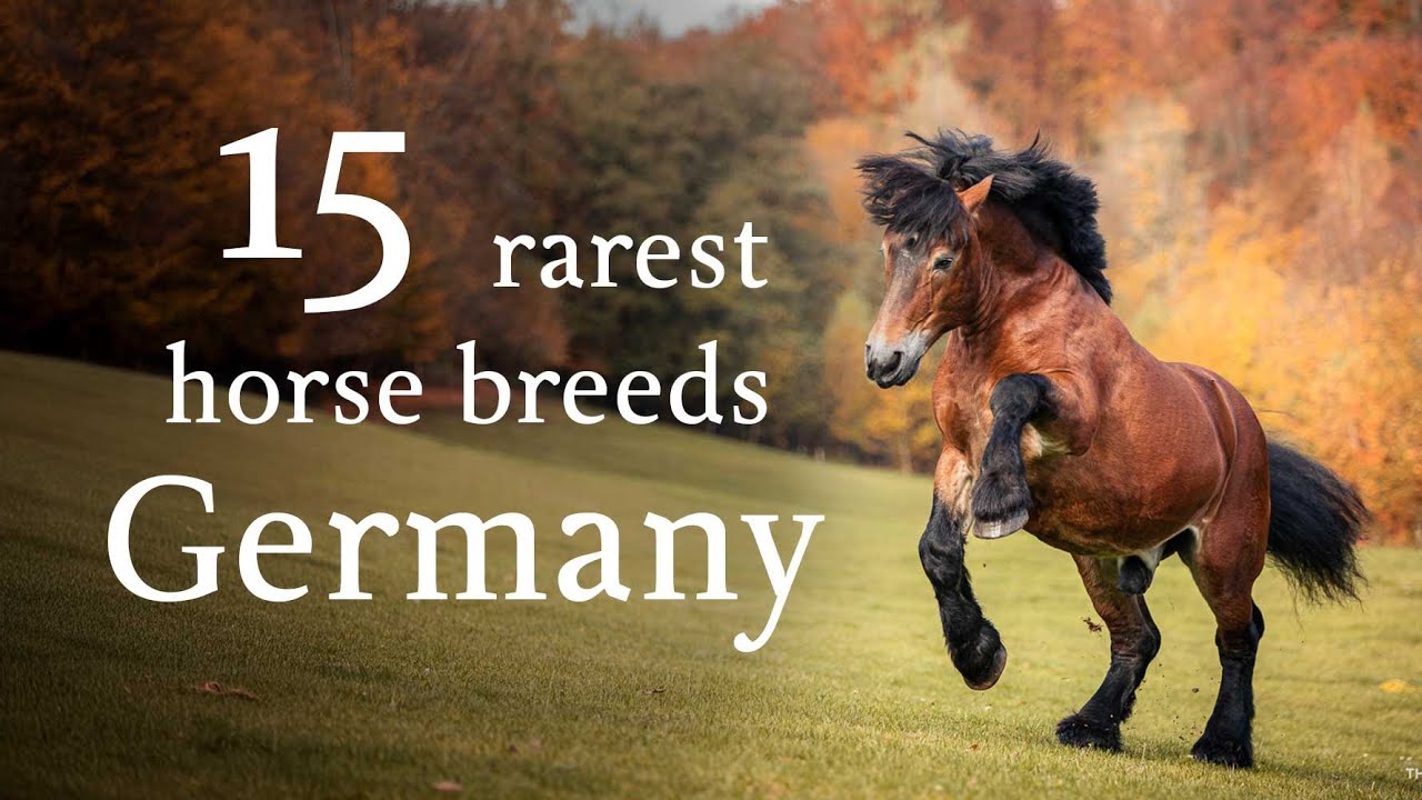 Discover Germany's 15 Rarest Horse Breeds! | Explore Forgotten Horses