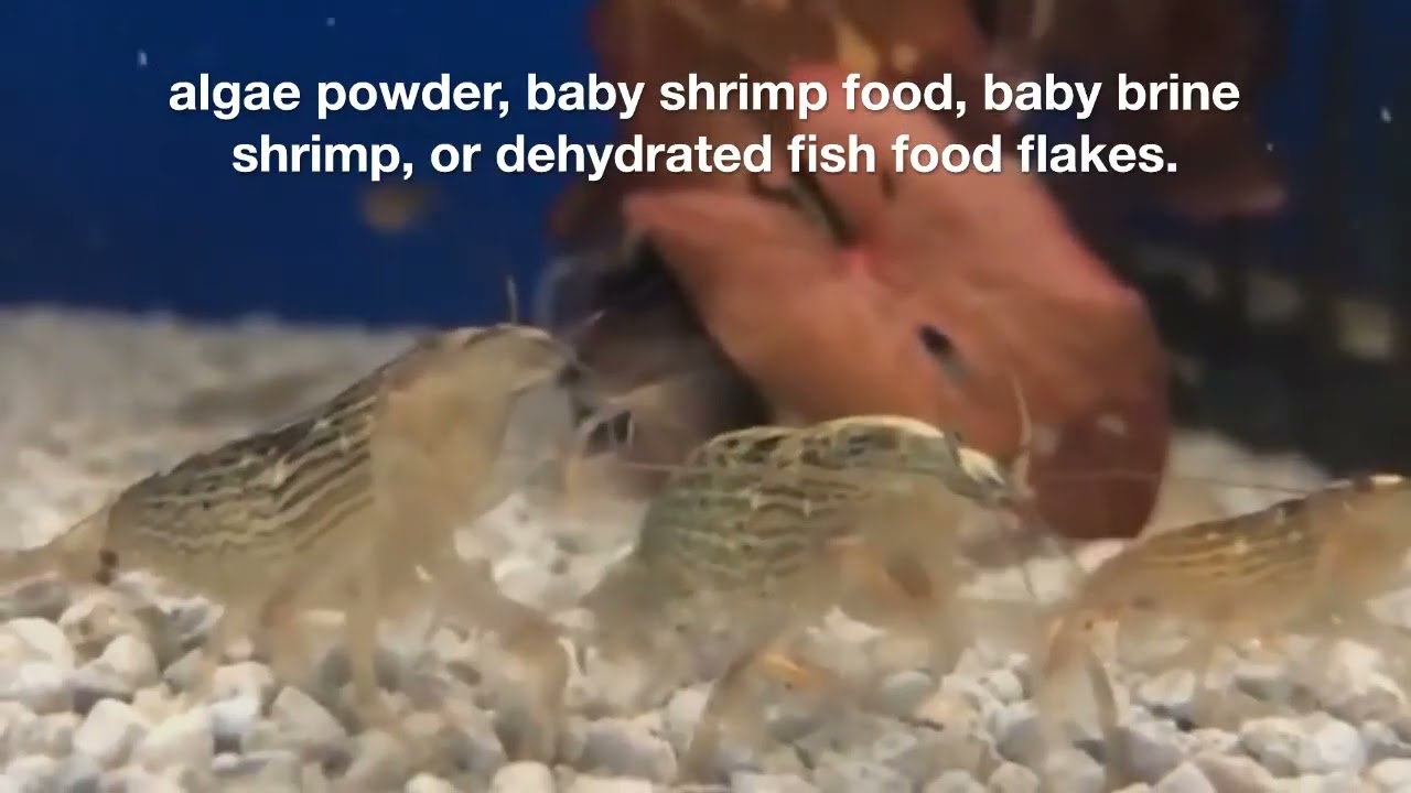 What do Bamboo shrimp eat