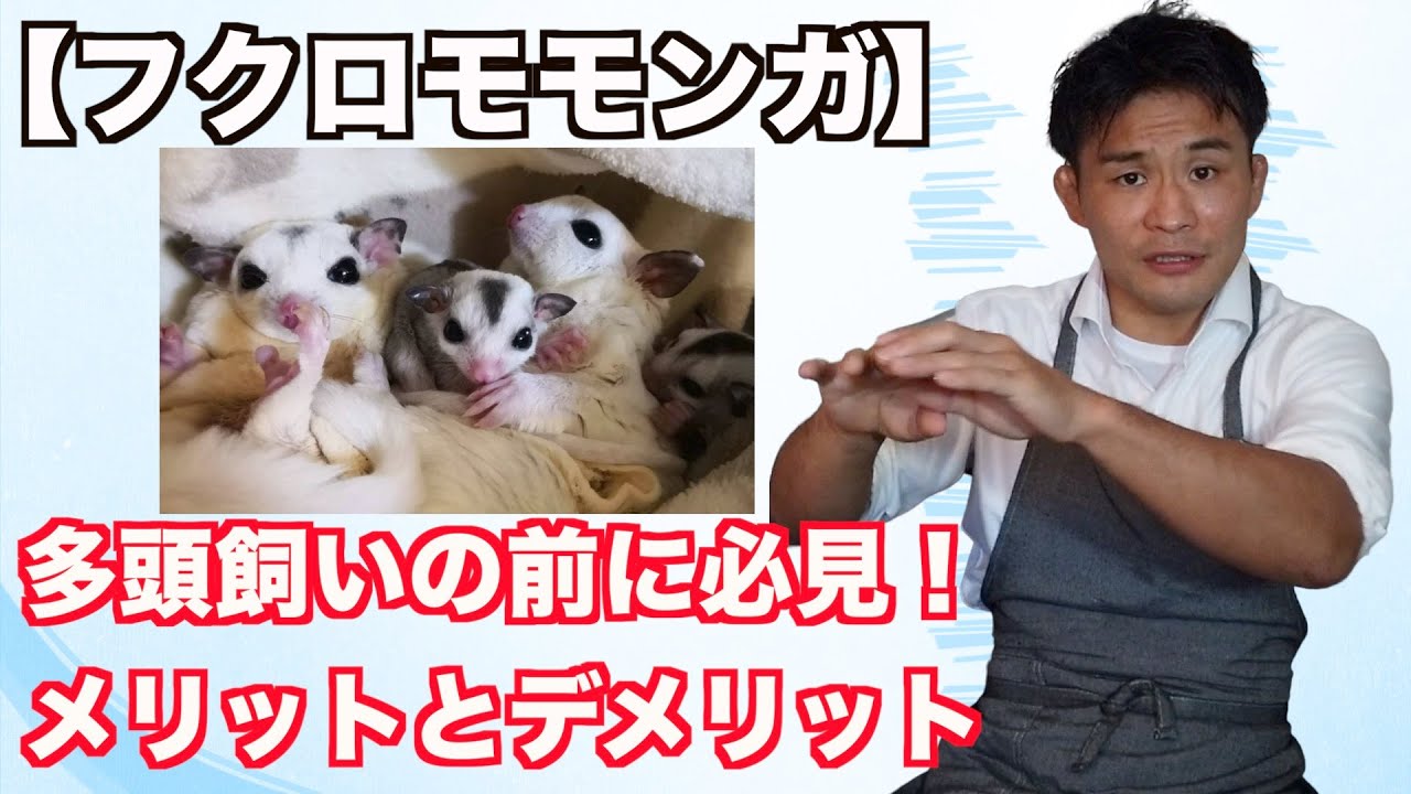 【フクロモモンガ】多頭飼いの良い点と難しい点