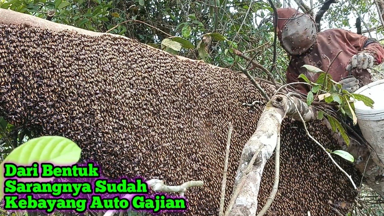 Dari Bentuk Sarangnya Sudah Kebayang Auto Gajian #lebah #madu #hutan #alam #bee #honey #trending