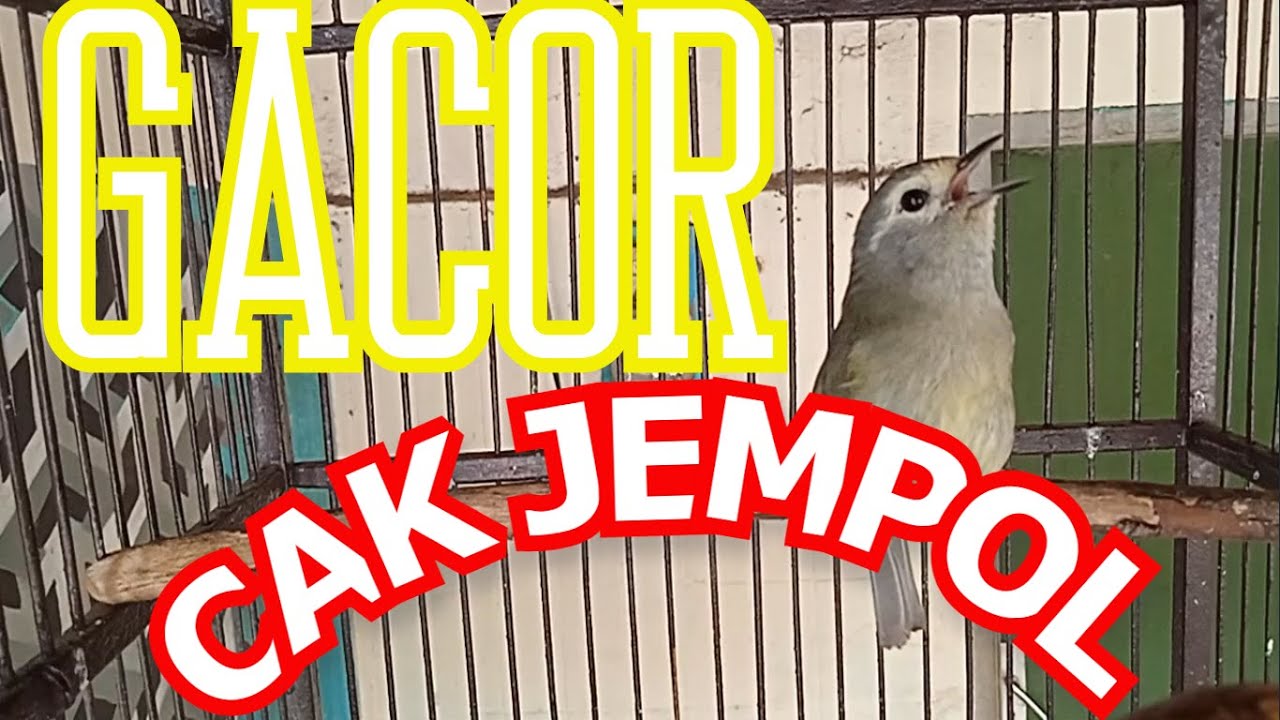 CAK JEMPOL GACOR